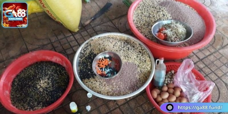 Hướng dẫn nuôi gà đá mau sung bằng dinh dưỡng