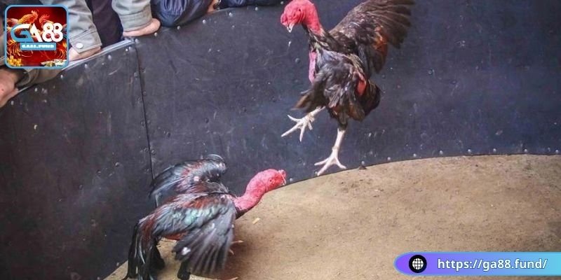 Đánh giá kỹ năng của chiến kê thử thách