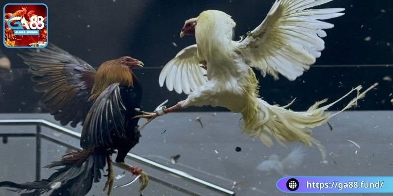 Các trận đối đầu cực hấp dẫn