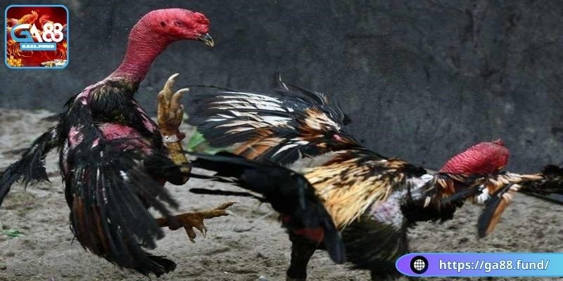 Hiểu rõ các kèo đá kê chọi