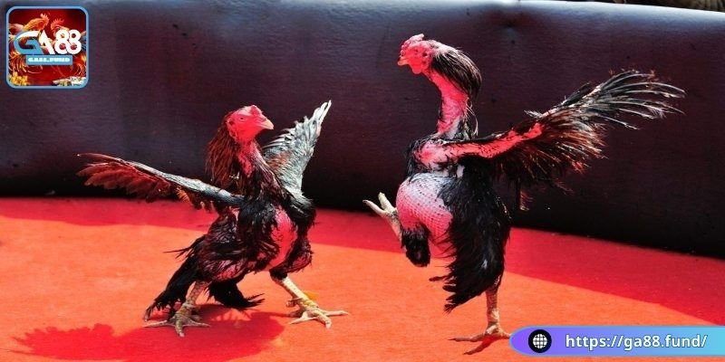 Phân tích thông tin đặt cược đá gà nòi cựa sắt