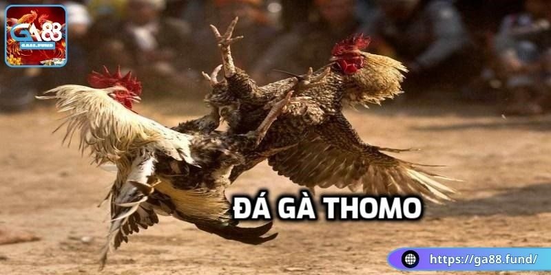 Có thể hiểu gì về đá gà Thomo