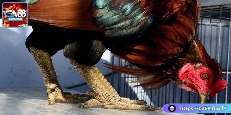 Đặc điểm dễ nhận thấy của gà vảy rồng