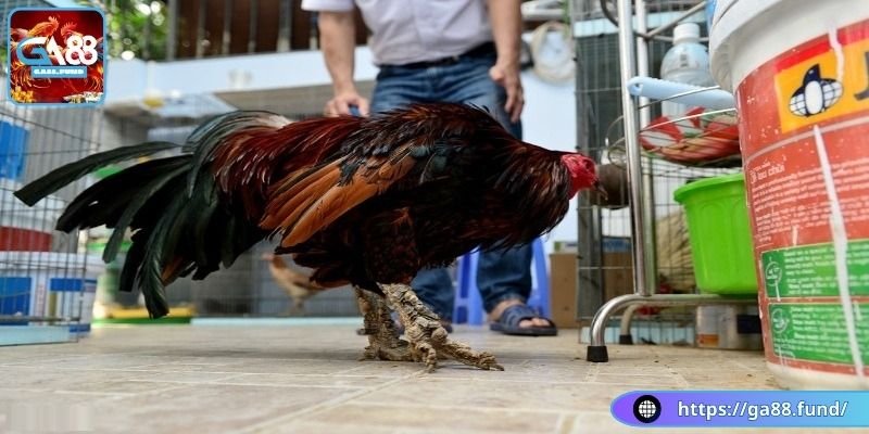 Gà chân vảy rồng là gì?