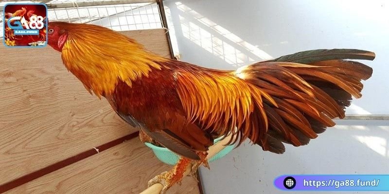 Tính thẩm mỹ cao