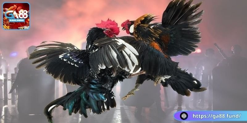 Kỹ thuật đá mé hầu