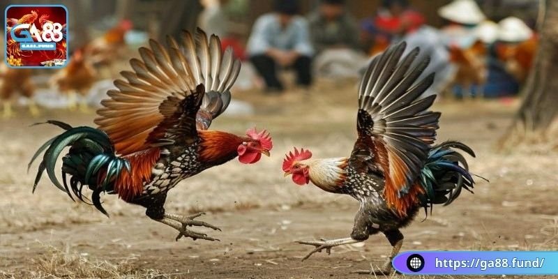 Chiến thuật đá mé mắt