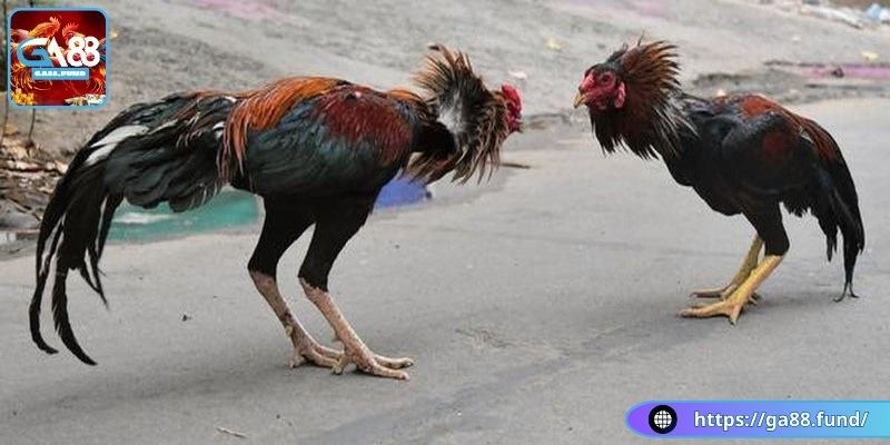 Thông tin cơ bản về gà chọi đá mé
