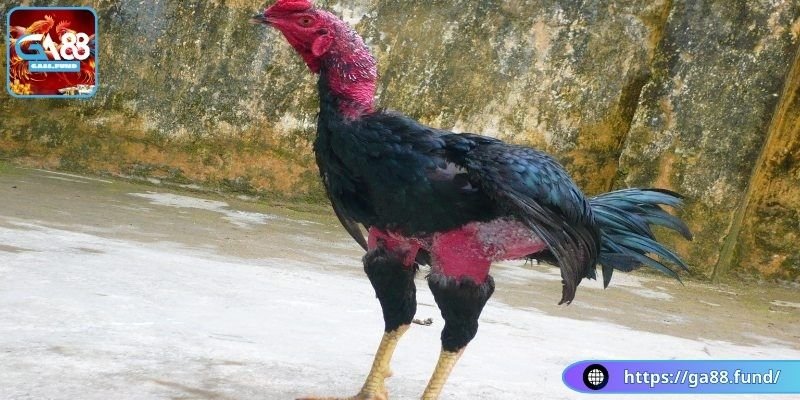 Tìm hiểu kỹ lưỡng về chân chiến kê