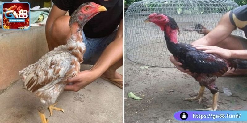 Chăm sóc gà đá đúng cách