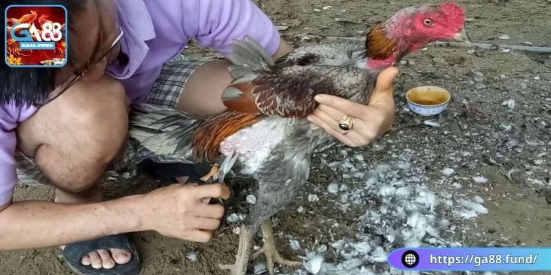 Giải mã câu hỏi gà đá thay lông bao lâu