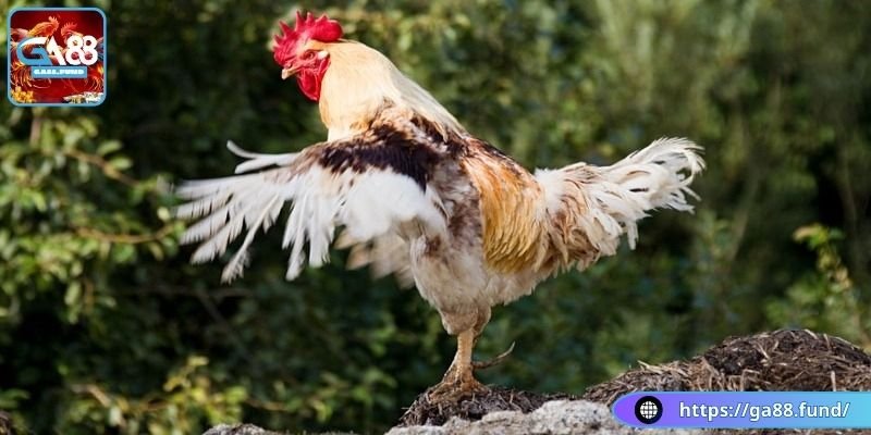 Nên cho gà tiếp xúc với ánh sáng vừa đủ