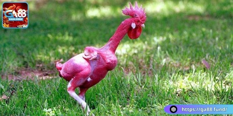 Cách nhận biết gà đá xong bị khò khè