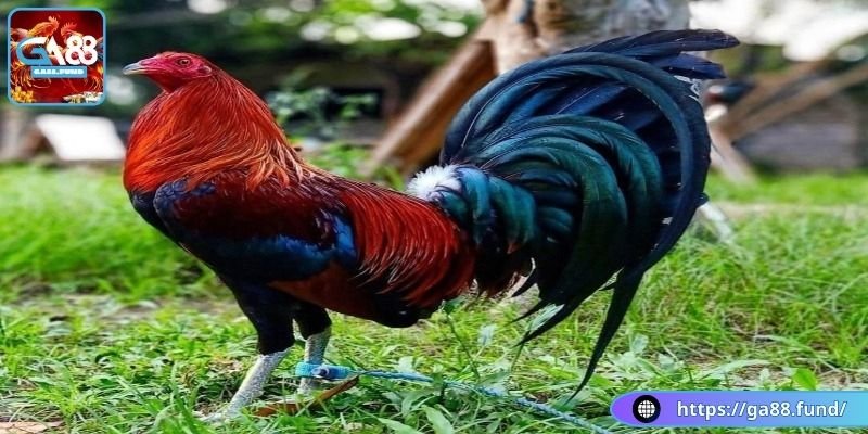 Cách chọn chiến kê Hatch Doc