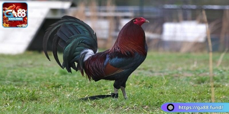 Chân của dòng gà Hatch Doc