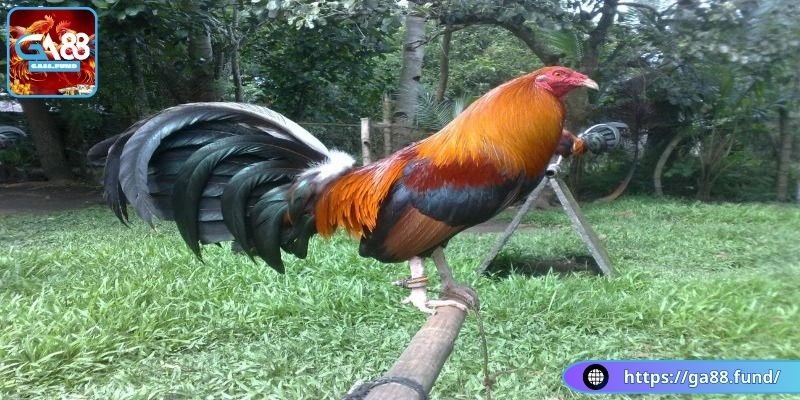 Đặc điểm phần đầu và cổ