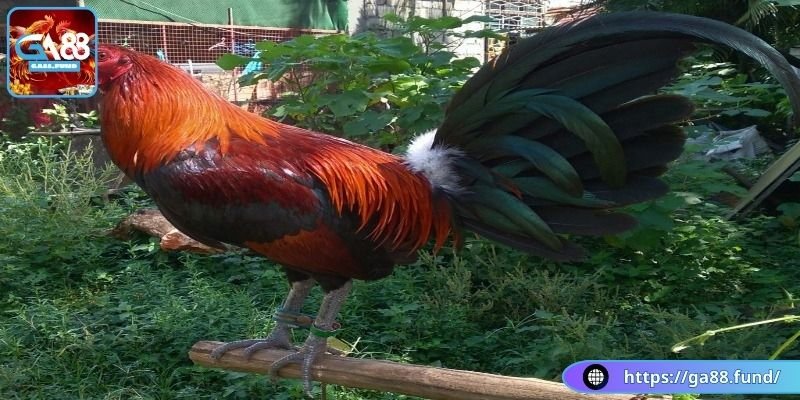 Khả năng chiến đấu của gà chọi Hatch Doc