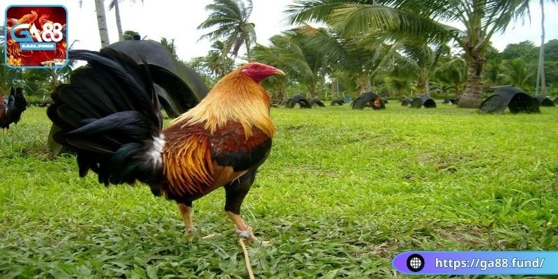 Tìm hiểu về lông gà