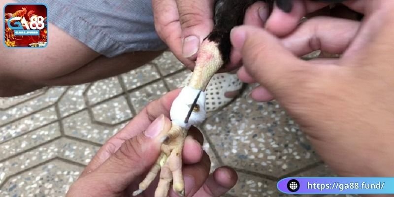 Các quy định riêng về đánh gà Peru