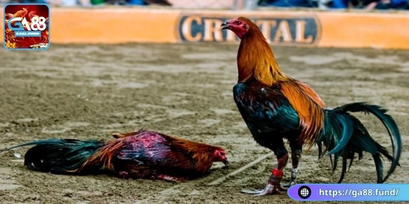 Chi tiết cách chọn gà Peru chuẩn nhất