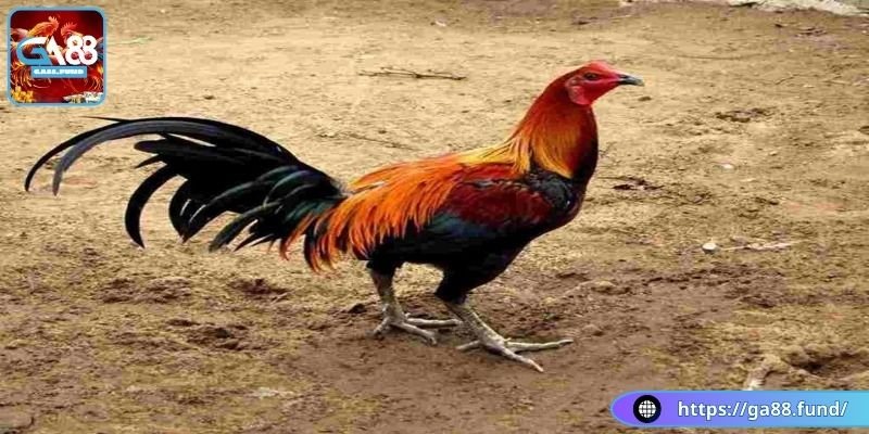 Mẹo chọn gà Peru chiến khỏe