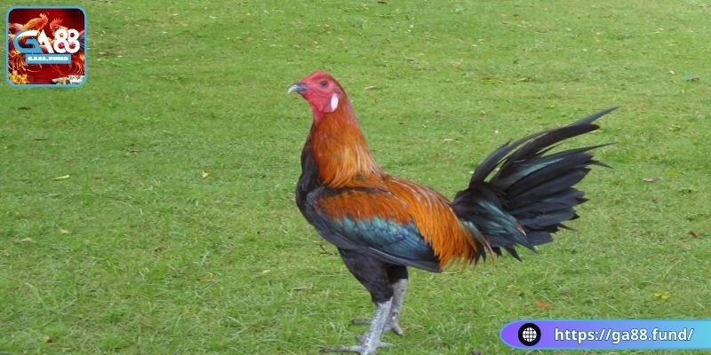 Nắm bắt khả năng của gà chiến Peru