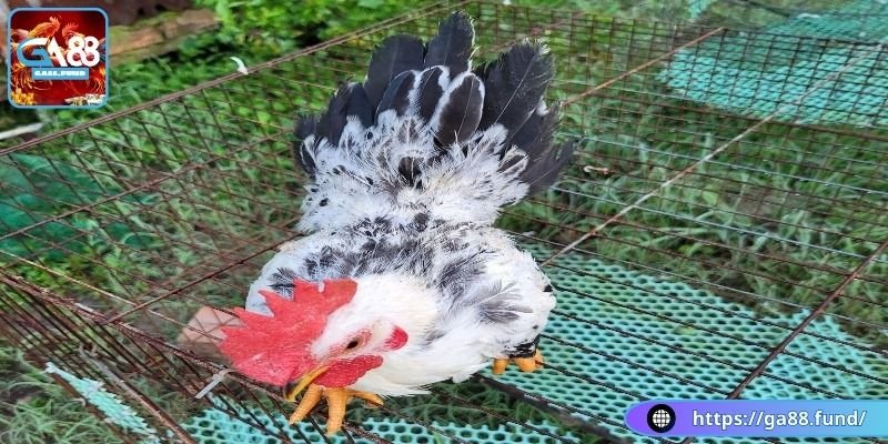 Gà Thái chân lùn là giống gì?