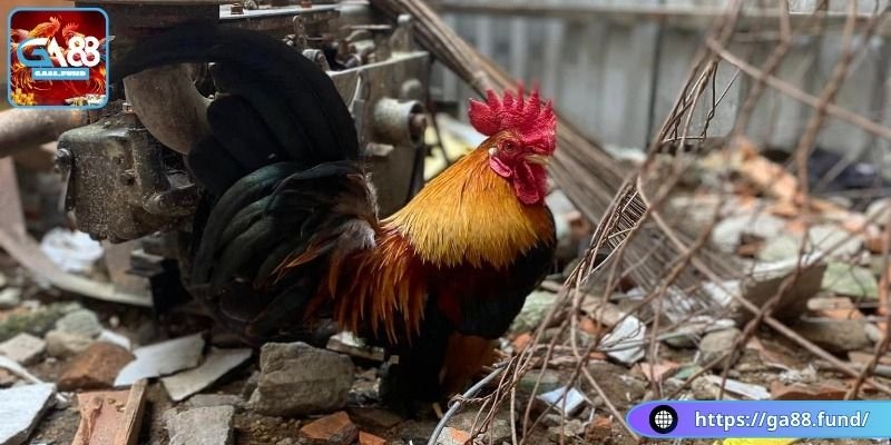 Sở hữu đôi chân ngắn nhưng chắc chắn