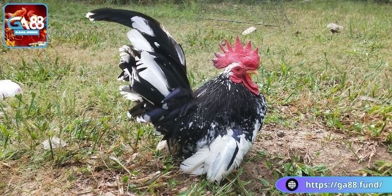 Ngoại hình và màu sắc