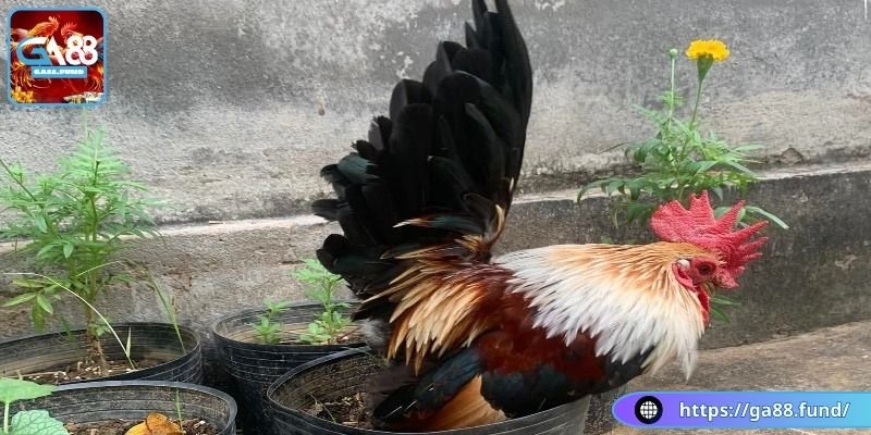 Tìm hiểu chung về đặc điểm của kê Thái chân lùn