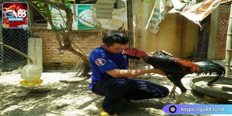 Cần chăm sóc sức khỏe định kỳ khi nuôi