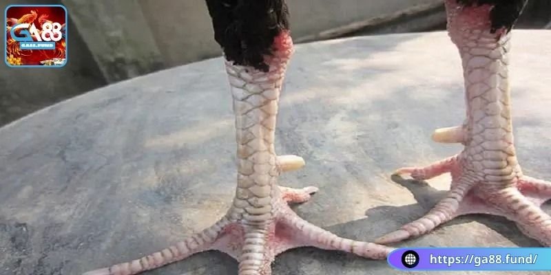 Vảy gà ngũ quỷ có giá trị kinh tế lớn