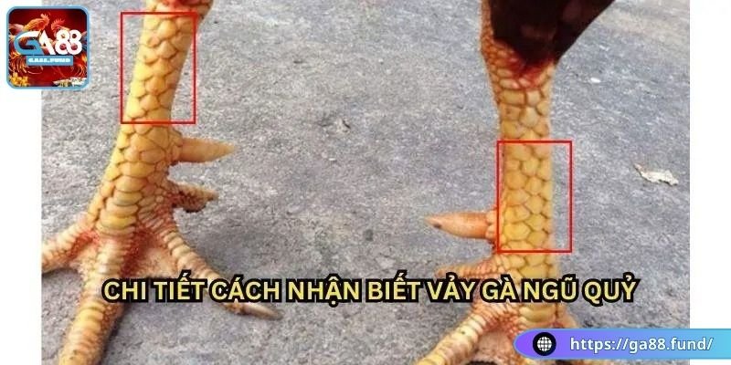 Một số đặc điểm của gà có vảy ngũ quỷ