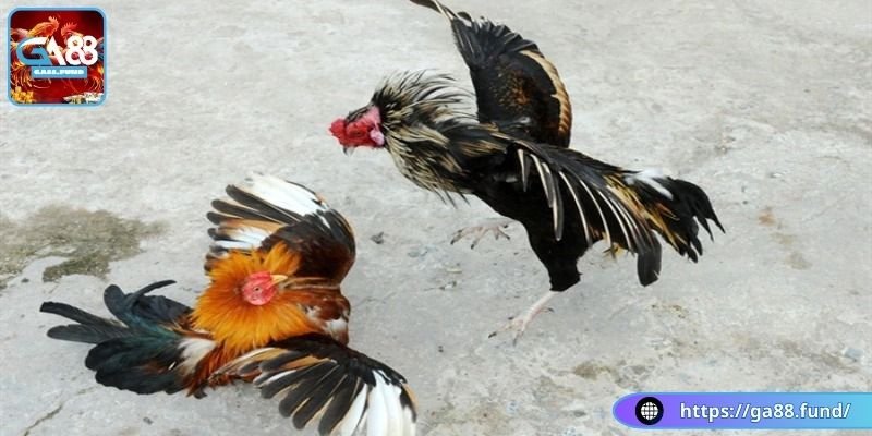 Rèn luyện thể lực cho chiến kê