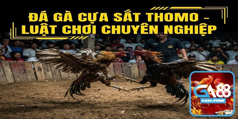 Đá Gà Cựa Sắt Thomo - Luật Chơi Và Cách Xem Hiệu Quả